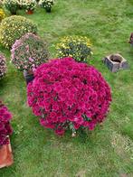 Chrysanten, Tuin en Terras, Ophalen