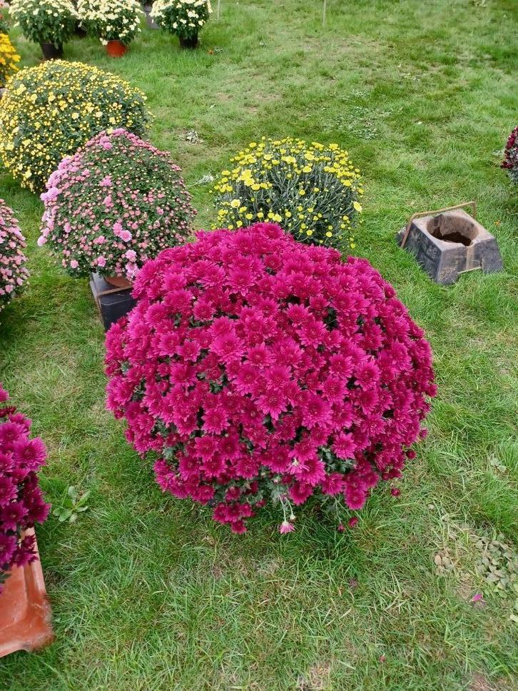 Chrysanten, Tuin en Terras, Planten | Tuinplanten, Ophalen