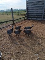 Parelhoenders, kalkoenen, Dieren en Toebehoren, Kalkoen