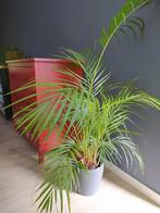 Palm met pot, Ophalen of Verzenden