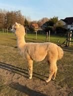 Prachtige witte alpaca merrie, Dieren en Toebehoren, Juni, Vrouwelijk
