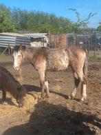 Appaloosa, Dieren en Toebehoren, Ophalen of Verzenden