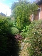 conifeer, Tuin en Terras, Ophalen, Conifeer, Struik, 100 tot 250 cm