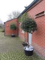 boom Quercus ilex, Tuin en Terras, Overige soorten, Lente, 100 tot 250 cm, Ophalen