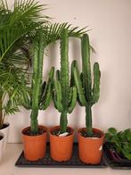 Cactus Euphorbia Erytrea 100cm per stuk, Ophalen, Cactus