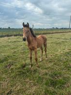 Poulain PRE à vendre, Animaux & Accessoires, Chevaux