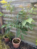Walnotenboom, Tuin en Terras, Planten | Fruitbomen, Ophalen, Walnotenboom