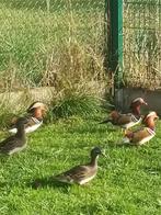 3 koppels manderijneenden (2025), Dieren en Toebehoren, Pluimvee
