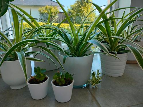 Graslelie 35 a 40 cm hoog. 7 stuks beschikbaar, Huis en Inrichting, Kamerplanten, Overige soorten, Minder dan 100 cm, Groene kamerplant
