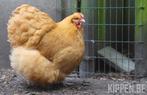 Kuikens, Dieren en Toebehoren, Geslacht onbekend, Kip