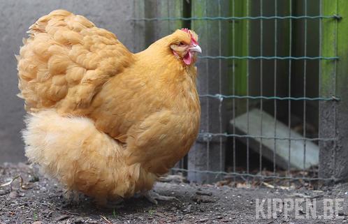 Kuikens, Dieren en Toebehoren, Pluimvee, Kip, Geslacht onbekend