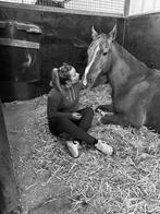 Allrounder te koop!, Dieren en Toebehoren, Paarden