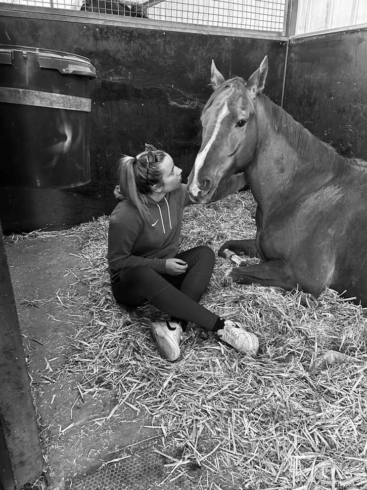 Allrounder te koop!, Dieren en Toebehoren, Paarden