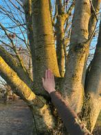Kersenboom, perenboom en essen, 6 m³ of meer, Ophalen, Takken