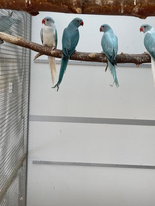 Verschillende koppels halsbandparkieten/ halsband parkiet, Dieren en Toebehoren, Vogels | Parkieten en Papegaaien, Parkiet, Meerdere dieren