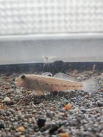 Zwartebekgrondel, Dieren en Toebehoren, Vis