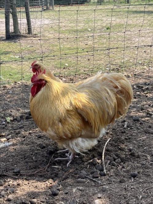 Hanen orpington buff, Dieren en Toebehoren, Pluimvee, Kip, Mannelijk