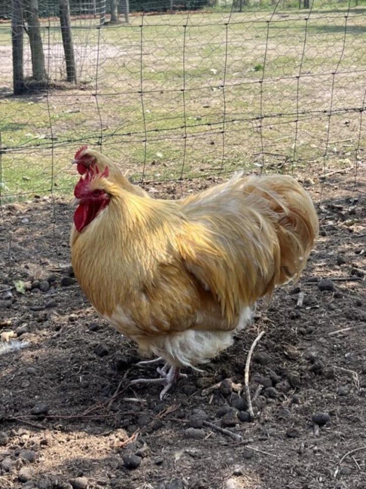 Hanen orpington buff, Dieren en Toebehoren, Pluimvee, Kip, Mannelijk