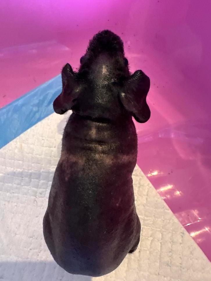 Skinny cavia beertje, Dieren en Toebehoren, Knaagdieren, Mannelijk, Cavia, Augustus, Tam