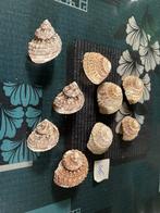 Coquillages, Collections, Enlèvement ou Envoi, Coquillage(s)