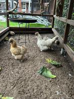 Kippen, Dieren en Toebehoren, Meerdere dieren, Kip