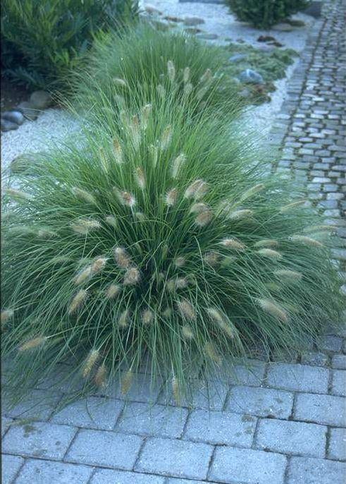 Pennisetum - Graminée d'ornement, Jardin & Terrasse, Plantes | Jardin, Enlèvement