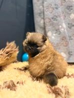 Pomeranian(pomeriaan) puppy’s, België, Fokker | Hobbymatig, Overige rassen, 8 tot 15 weken