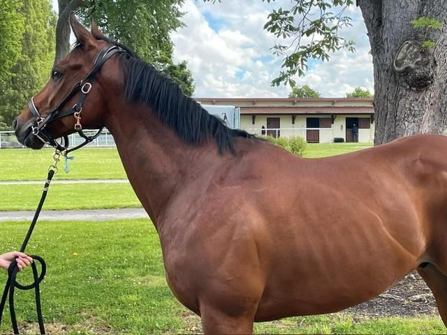PAARD, Animaux & Accessoires, Chevaux, Hongre, Ne s'applique pas, 160 à 165 cm, 7 à 10 ans, Cheval de récréation, Avec pedigree