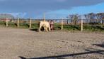 Jonge onbeleerde pony, Dieren en Toebehoren, Pony's, Ruin, 3 tot 6 jaar, B pony (1.17m tot 1.27m), Onbeleerd
