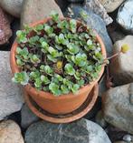3 antieke potten met vetplant, Tuin en Terras, Planten | Tuinplanten, Ophalen