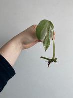 Monstera albo deliciosa #7, Huis en Inrichting, Ophalen of Verzenden