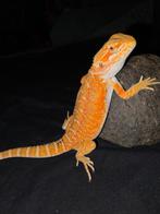 Fel gekleurd orange blue bar baardagaam-vrouwtje, Dieren en Toebehoren, Hagedis, Tam, 0 tot 2 jaar