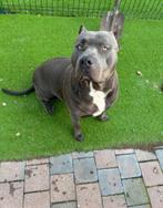 American bully, Dieren en Toebehoren, Honden | Bulldogs, Pinschers en Molossers, België, Particulier, Teef, Bulldog
