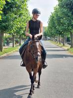 Gezocht ->  2paardstrailer met leeggewicht max. 700kg, Ophalen, Gebruikt, Aluminium, 2-paards trailer