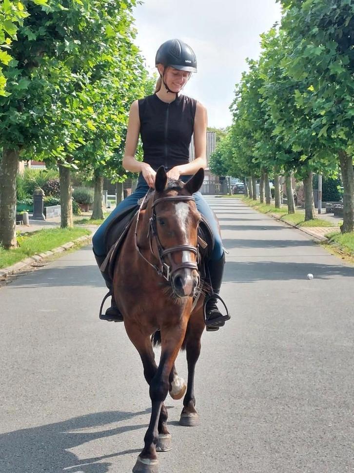 Gezocht ->  2paardstrailer met leeggewicht max. 700kg, Animaux & Accessoires, Chevaux & Poneys | Semi-remorques & Remorques, Utilisé