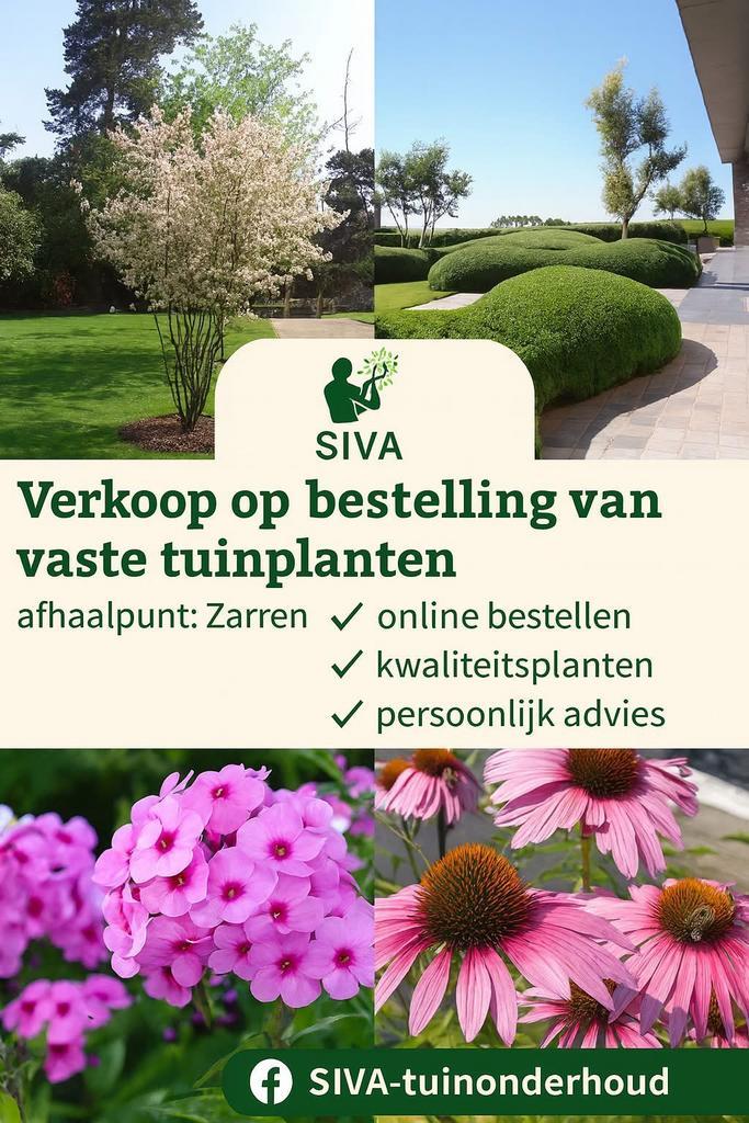 Struiken /hagen & vaste planten C/KL/BW, Tuin en Terras, Planten | Tuinplanten, Ophalen