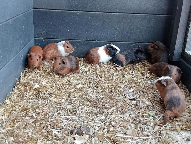 Jonge cavia zeugjes en beertjes vanaf 5 weken oud, Dieren en Toebehoren, Knaagdieren, Meerdere dieren, Cavia, Januari, Tam