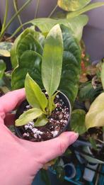 Anthurium vittarifolium (jolie petite plante), Maison & Meubles, Plantes d'intérieur, Enlèvement ou Envoi