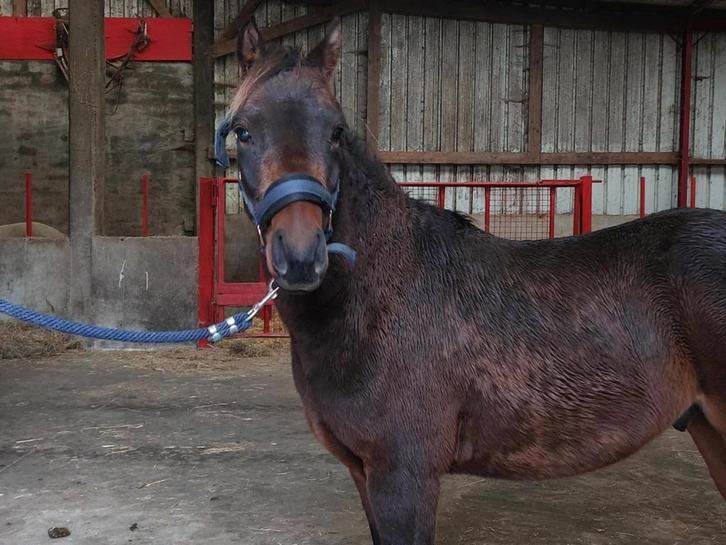 Belgische rijpony, Dieren en Toebehoren, Pony's, Ruin, Springpony, 0 tot 2 jaar, Met stamboom, Gechipt, Ontwormd