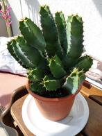 cactus: euphorbia, Huis en Inrichting, Ophalen, Minder dan 100 cm, In pot, Cactus