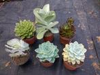 Vetplanten (groot), Huis en Inrichting, Kamerplanten, Ophalen, Vetplant, Minder dan 100 cm, Bloeiende kamerplant
