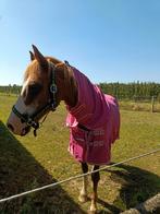 winterstalplaats vrij voor paard of pony, Dieren en Toebehoren, Stalling en Weidegang, Stalling, 1 paard of pony