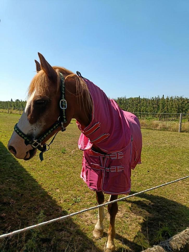 paardenbox vrij voor paard of pony, Dieren en Toebehoren, Stalling en Weidegang, Stalling, 1 paard of pony