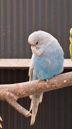 Engelse grasparkieten, Dieren en Toebehoren