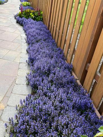 Ajuga tenorii ‘Valfredda’ (chocolate chip) bugle rampante