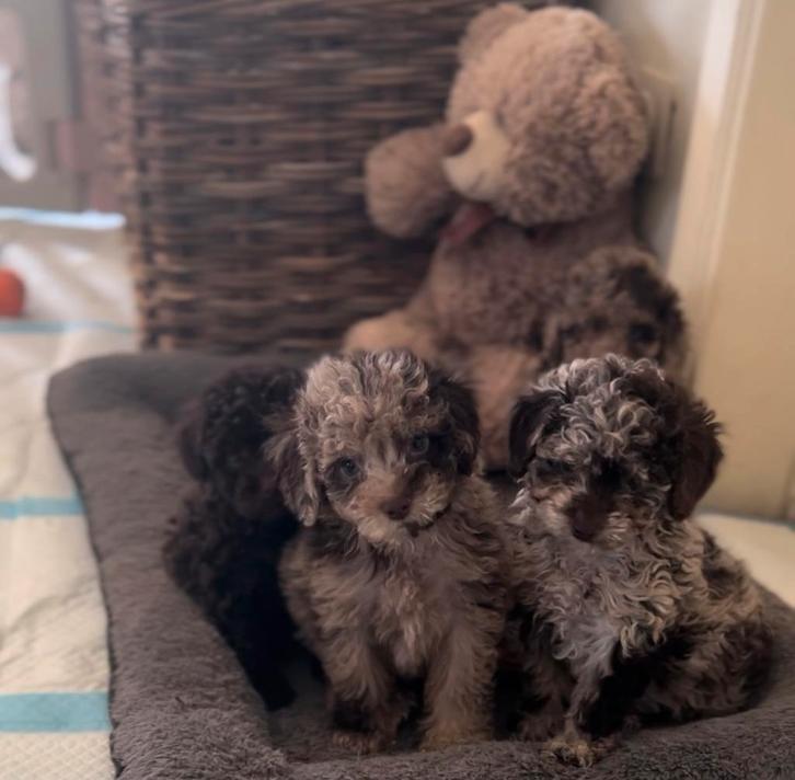 Verantwoord gefokt nestje toy poedels, Dieren en Toebehoren, Honden | Chihuahua's en Gezelschapshonden, Meerdere dieren, Poedel