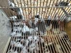 Voeder muizen, Juni, Meerdere dieren, Muis