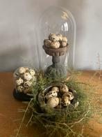 Bocaux en verre avec œufs de caille, Maison & Meubles, Accessoires pour la Maison | Cloches, Neuf, Enlèvement ou Envoi, ., .