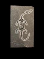 1)Zeldzame dinosaurus skellet keichousaurus hui uit China., Verzamelen, Ophalen of Verzenden, Fossiel