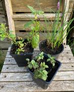 3 plantes aromatiques (1 origan, 1 ciboulette, 1 mélisse), Jardin & Terrasse
